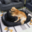 Orthopedic Dog Bed